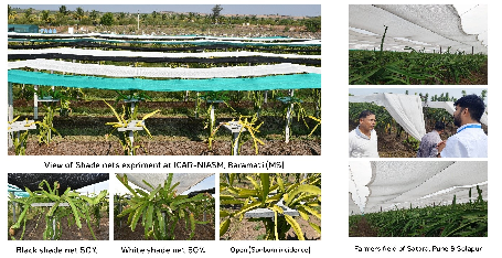 Sunburn Management in Dragon Fruit through Artificial Shading Technology