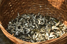 National Awareness Campaign on “Climate-Resilient Inland Fisheries and Promotion of Climate-Resilient Fish Species in Chand Wetland, West Bengal” organized