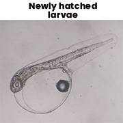 Newlyhatchedlarvae