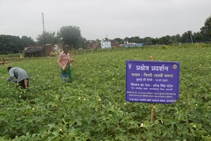 ICAR-IIVR’s Okra Variety - Kashi Chaman fetches bumper yield at farmer’s field