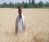 Popularization of Kathia Wheat (Variety HI-8717) for enhanced income 02