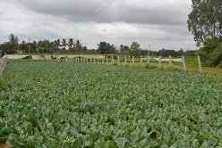 SS-IIHR-11-12-2020-2s