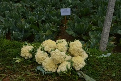 SS-IIHR-11-12-2020-3s