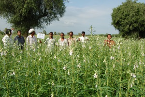 Greening the Salt-impaired Lands by Crop Diversification: A Success Story from Pali, Rajasthan