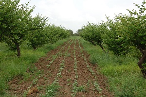 फसल विविधीकरण द्वारा नमक की कमी वाली भूमि को हरा-भरा करना: पाली, राजस्थान से एक सफलता की कहानी