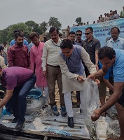 Sixty-thousand-fish-seeds-ICAR-CIFRI