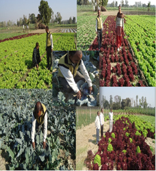 Socio-economic-03-07122016