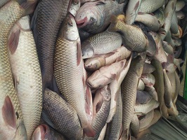 Successful Adoption of Culture Based Fisheries and Pen Culture Technologies enhanced Tribal Fishers’ income in Bamuni Beel, Assam 01