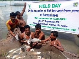 Successful Adoption of Culture Based Fisheries and Pen Culture Technologies enhanced Tribal Fishers’ income in Bamuni Beel, Assam 02_0.jpg