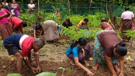 Tuber-Farming-system-5