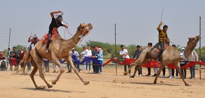 World-Camel-Day-celebrated-04.jpg 