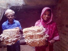 aicrp-ifs-ss-18-02-2013-6