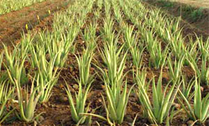 aloe-vera