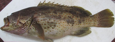 broodstockfgrouper.jpg