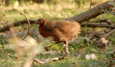 ICAR-CARI, Izatnagar in Collaboration with ILRI Reports De Novo Chromosome-Scale Genome Assembly of India’s Red Junglefowl