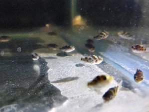 ICAR-CIBA has successfully achieved the captive spawning and seed production of Green puffer fish (Tetradon fluviatilis Hamilton, 1822) at Kakdwip Research Centre, Kakdwip, West Bengal