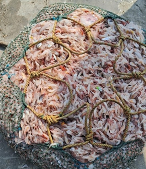 An Entrepreneur’s Leap with Institutional Support: Transforming Fish Drying Practices in West Bengal
