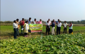 Location-Specific Production Technologies Transform Rice-Based Farming and Water Productivity in a Tribal Cluster of Odisha