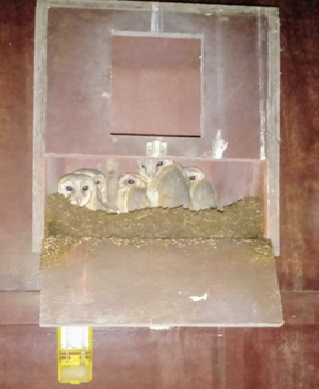 Nature’s Guardian in the Coconut Groves: Successful Biological Control of Rodents through Barn Owls in Kavaratti Island, Lakshadweep