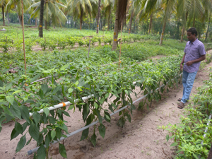 cpcri-ss-19-09-2013-2-s