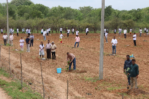 Horti-Pasture Cropping System Initiated at KVK Ranga Reddy