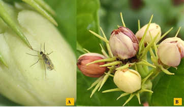 Contarinia icardiflores sp. nov: New Blossom Midge Species Named After ICAR-DFR