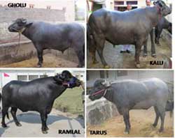 elite-Murrah--germplasm-s