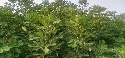 Fig Cultivation: Pursuit of Profit in Thar Region of Rajasthan