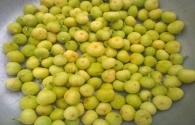 Fig Cultivation: Pursuit of Profit in Thar Region of Rajasthan