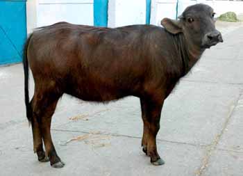 garima-the-second-cloned-buffalo-calf-of-the-world