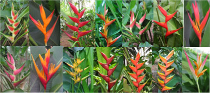 goa-SS-heliconia-1