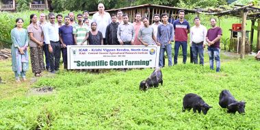 Field day on black Bengal goat farming Organised