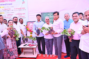 Field Day on Grape and Pomegranate Organised at Indapur, Maharashtra