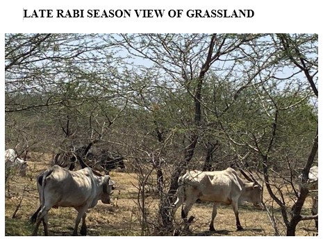 ICAR–IGFRI Conducts Stakeholder Consultations on Sustainable Management of Amrit Mahal Grasslands in Karnataka