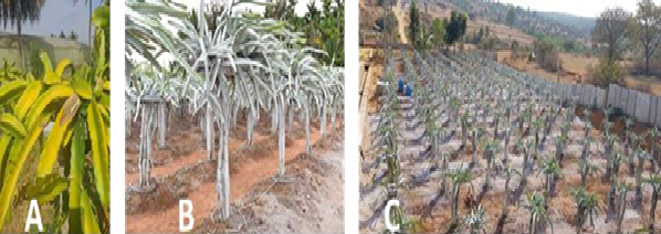 Climate-Resilient Sunburn Mitigation in Dragon Fruit through Kaolin-Based Bio-Stimulant Spray Technology Developed at ICAR–IIHR