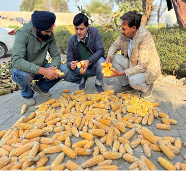 Punjab Emerges as a Suitable Hub for Maize Hybrid Seed Production