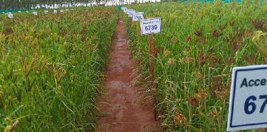 Participatory Varietal Selection and Field Day on Millets Organised at Kundra, Koraput, Odisha