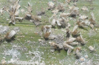 ICAR-IIOPR Unveils Eco-Friendly Biocontrol Breakthrough for Whitefly Management