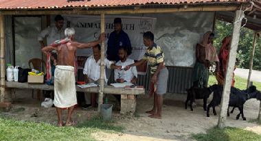 ICAR-KVK, Nadia Organises Animal Health Camps to Strengthen Livestock Productivity