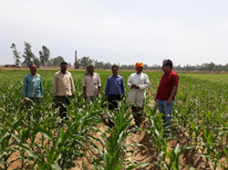 maize-success-story-1_0.jpg 