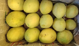 Central Institute for Subtropical Horticulture