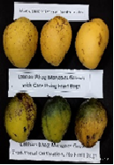 Central Institute for Subtropical Horticulture