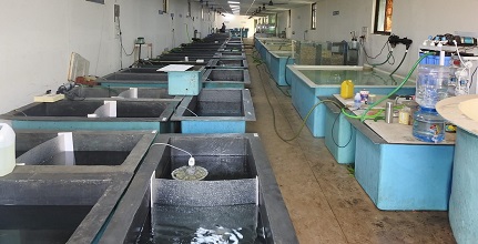 mass-scale-seed-fishes-augmenting-livelihood-coastal-fishers-Maharashtra-02.