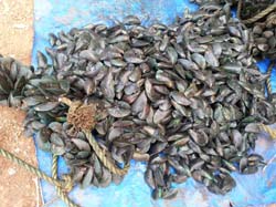 mussel-SS-12-09-2014-4