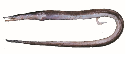 ICAR-NBFGR Discovers New Deep-Sea Eel Species Facciolella smithi from Arabian Sea