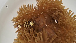 Exploring Captive propagation of marine ornamental shrimps at Lakshadweep: Technology innovation by the ICAR-NBFGR