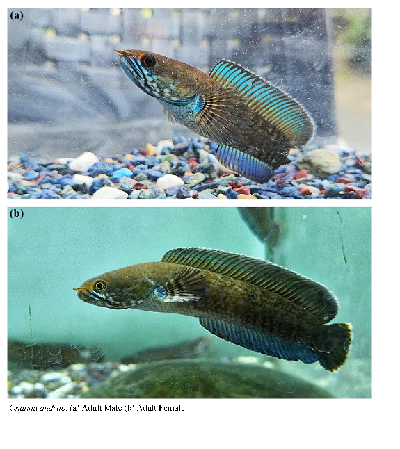 Breeding of Channa andrao: A breakthrough for conservation and sustainable ornamental fish production by ICAR-NBFGR and Gauhati University