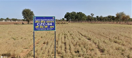 Potential Game Changer for Cumin Cultivation in Arid Regions