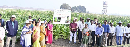 17 February 2026, Andhra Pradesh  ICAR- National Institute for Research on Commercial Agriculture, Rajahmundry organized a Germplasm Field Day today at the Black Soil Research Farm - Katheru, ICAR-NIRCA, Rajahmundry.   Dr. Sheshu Madhav, Director, ICAR-NIRCA, emphasized the critical role of germplasm in the conservation, evaluation, and utilization of commercial crops. He highlighted the significance of employing germplasm in targeted breeding programs to address the emerging challenges faced by farmers and to meet the requirements of stakeholders within the value-chain system of commercial crops. Furthermore, he advocated for the alignment of future research initiatives with the Institute's newly established mandates.  Dr. K. Sarala, Head, Division of Crop Improvement, provided an overview of the germplasm activities currently being conducted at the Katheru Farm and mentioned that Germplasm field day will creat awareness of tobacco germplasm among the reserachers for its effective utilisation.  The participants were taken on a field visit to observe the tobacco germplasm, which included 28 different types representing FCV, non-FCV, and wild Nicotiana species, along with an explanation of their unique characteristics. Detailed information was also provided on the chilli and ashwagandha germplasm maintained at the farm. Additionally, the seed production plots of released varieties were showcased, and their distinct traits were explained.  More than 2,500 germplasm accessions were showcased, including 2,100 accessions of Tobacco, 380 accessions of Ashwagandha, and 65 accessions of chilli at the BSRA Farm.   Participants had the opportunity to observe the diverse morphological traits of germplasm of tobacco, chilli and aswagandha. Descisions were taken to utilize the available genetic diversity in different areas of commercial agriculture.  The event witnessed the participation of around 50 attendees, including Scientists, Technical Officers and Technicians.  (Source: ICAR- National Institute for Research on Commercial Agriculture, Rajahmundry, Andhra Pradesh)