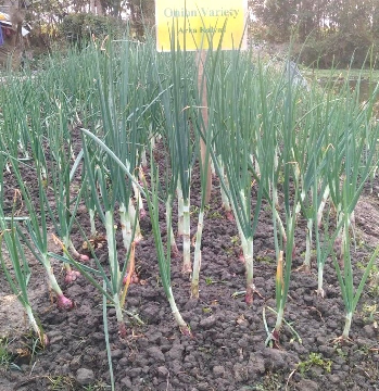 Redefining Onion Cultivation in Manipur: The Success Story of Arka Kalyan